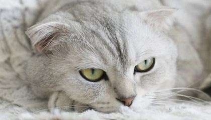 开云app下载-VALORANT 战队新人表现超预期，valorant比赛规则